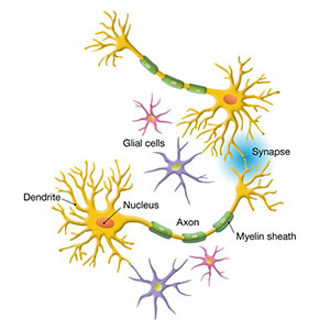 Glial-and-neuron-cells-300x300