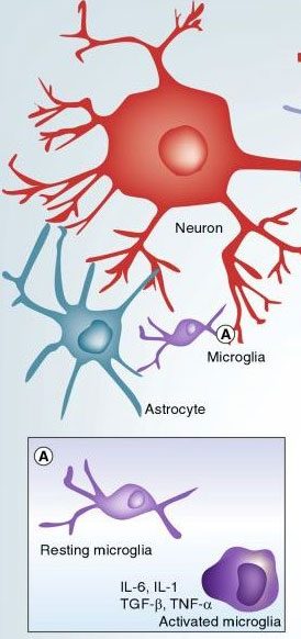 microglea-w-astrocyte-neuron-copyright-proteonomics