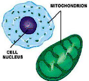 mitochondria-Cort-Johnson