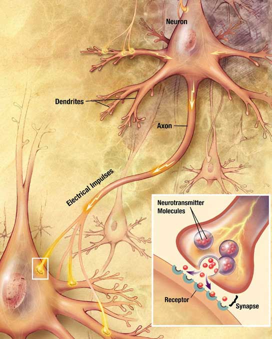 nerve axon dendrites