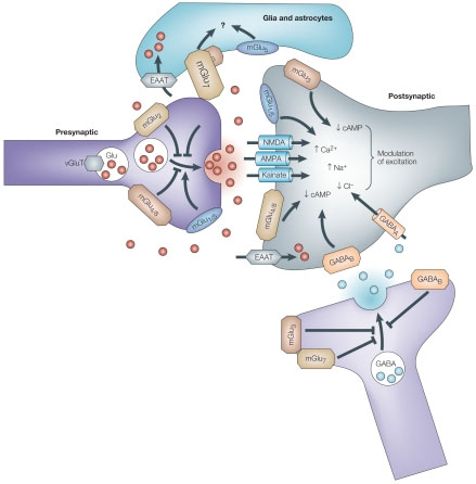 Astrocytehypotheticalsynapse439x436