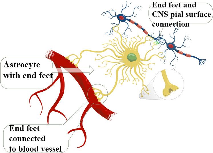 glial-end-feet-to-vessel-and-CNS-pial-tissue