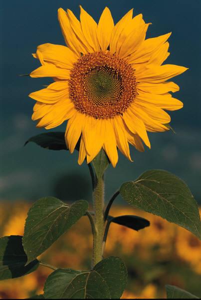 sunflower