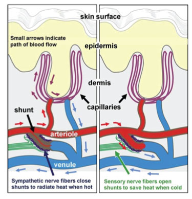 small-fiber-neuropathy---Frank-Rice